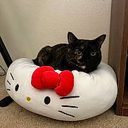 Charlie joined the competition — help win amazing prizes! animal, carpet, cat, cozy, cushion, cute, domestic_cat, ears, eyes, furniture, hello_kitty, home, indoor, pet, plush, relaxing, resting, soft, tortoiseshell_cat, whiskers