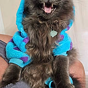 Rowdy joined the competition — help win amazing prizes! cat, gray_cat, hoodie, pet, feline, fluffy, sharp_teeth, open_mouth, sitting, indoor, person, lap, funny_expression, clothing, cozy, cute, animal, portrait, furry, playful
