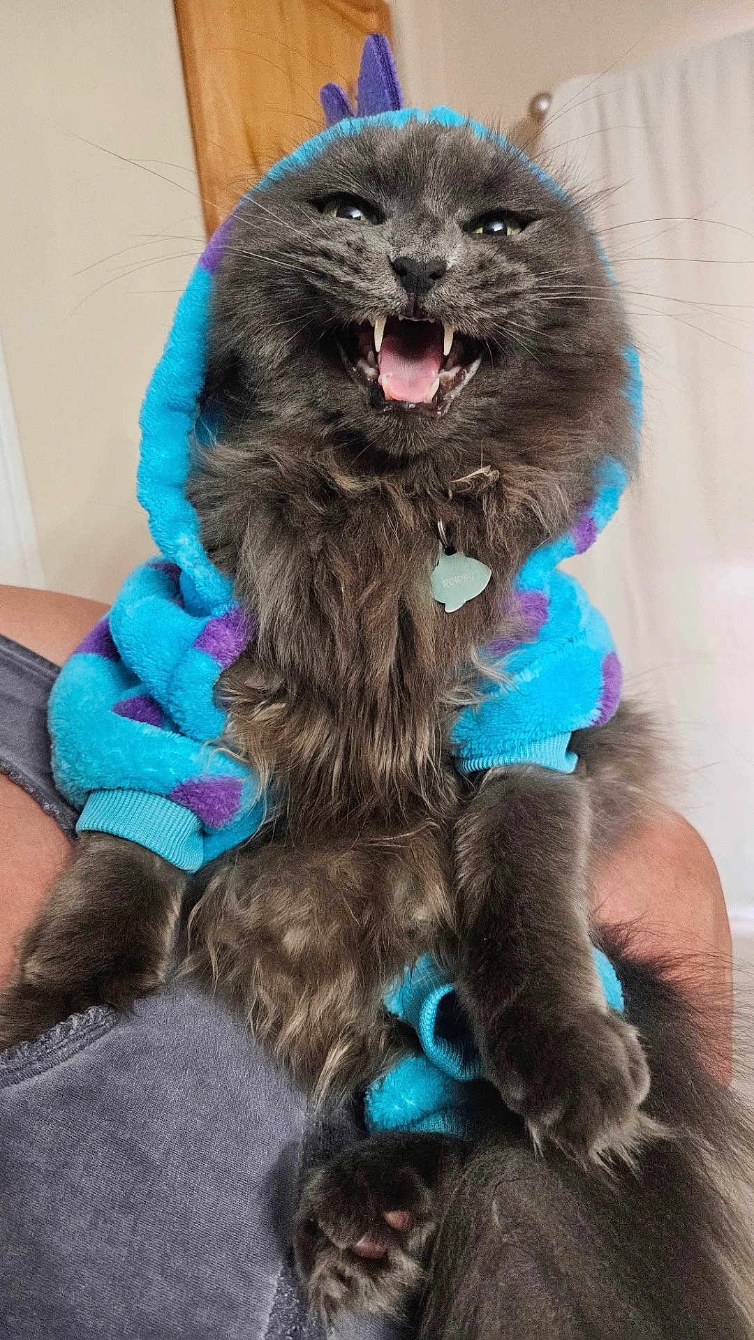 Rowdy joined the competition — help win amazing prizes! cat, gray_cat, hoodie, pet, feline, fluffy, sharp_teeth, open_mouth, sitting, indoor, person, lap, funny_expression, clothing, cozy, cute, animal, portrait, furry, playful