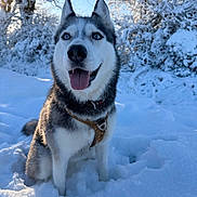 Siguy participe au concours pour gagner de l'argent avec cette photo : husky, dog, snow, winter, trees, portrait, blue_eyes, tongue_out, harness, fur, sitting, outdoor, sunlight, cold, nose, happy, canine, paws, landscape, forest