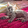 bed, blanket, cat, closeup, cozy, cute, fur, indoor, kitten, mammal, paw, pet, pillow, pink_blanket, portrait, relaxed, striped_pillow, sunlight, whiskers, young_animal