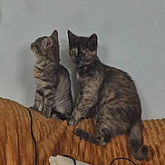 Abby a rejoint le concours — aidez-le/la à gagner de superbes lots ! cat, couch_back, curious, ears, fur, furniture, home, indoor, kitten, pair, paws, pet, sitting, sofa, tabby, tail, tortoiseshell, two_cats, wall, whiskers