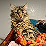 cat, tabby_cat, pet, feline, whiskers, ears, fur, striped_fur, green_eyes, sitting, portrait, indoors, chair, blanket, plush_toy, colorful, cozy, home, closeup, animal_photography
