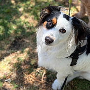 Juno joined the competition — help win amazing prizes! dog, canine, pet, white_fur, black_fur, brown_fur, harness, leash, outdoor, grass, sunlight, animal, cute, portrait, looking_up, ears, fur, nature, domestic_animal, friendly