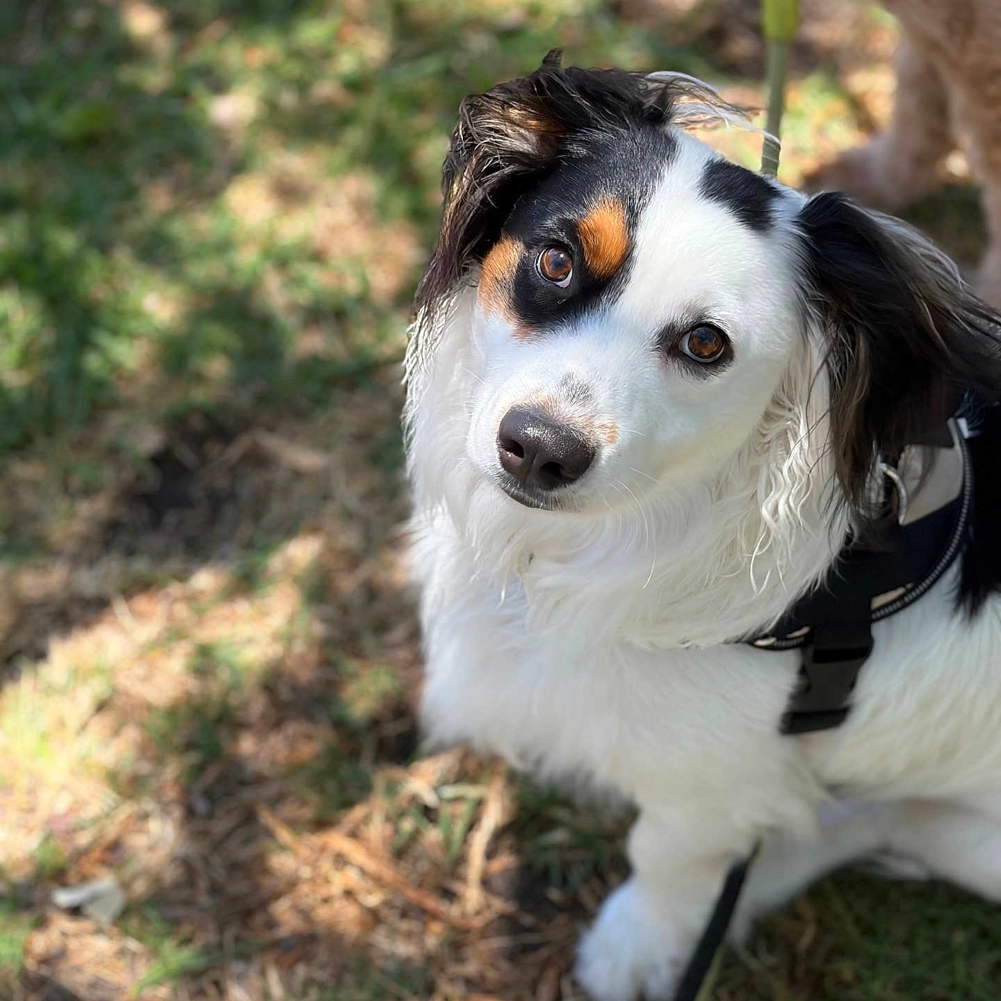 Juno joined the competition — help win amazing prizes! dog, canine, pet, white_fur, black_fur, brown_fur, harness, leash, outdoor, grass, sunlight, animal, cute, portrait, looking_up, ears, fur, nature, domestic_animal, friendly
