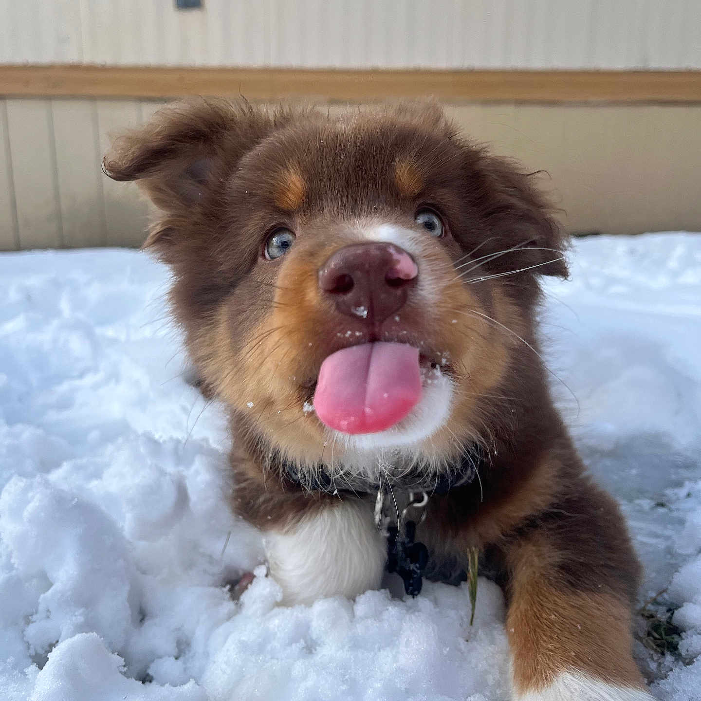 Milo is registered to the contest to win money with this photo: animal, blue_eyes, brown_fur, closeup, collar, curious, cute, dog, fur, nose, outdoor, paw, pet, playful, puppy, snow, tongue_out, white_paw, winter, young_dog