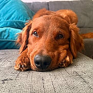 Bucky Boy joined the competition — help win amazing prizes! dog, golden_retriever, couch, indoor, pet, resting, close_up, furniture, living_room, canine, relaxed, animal, lying_down, nose, paw, fur, home, cozy, portrait, soft_lighting