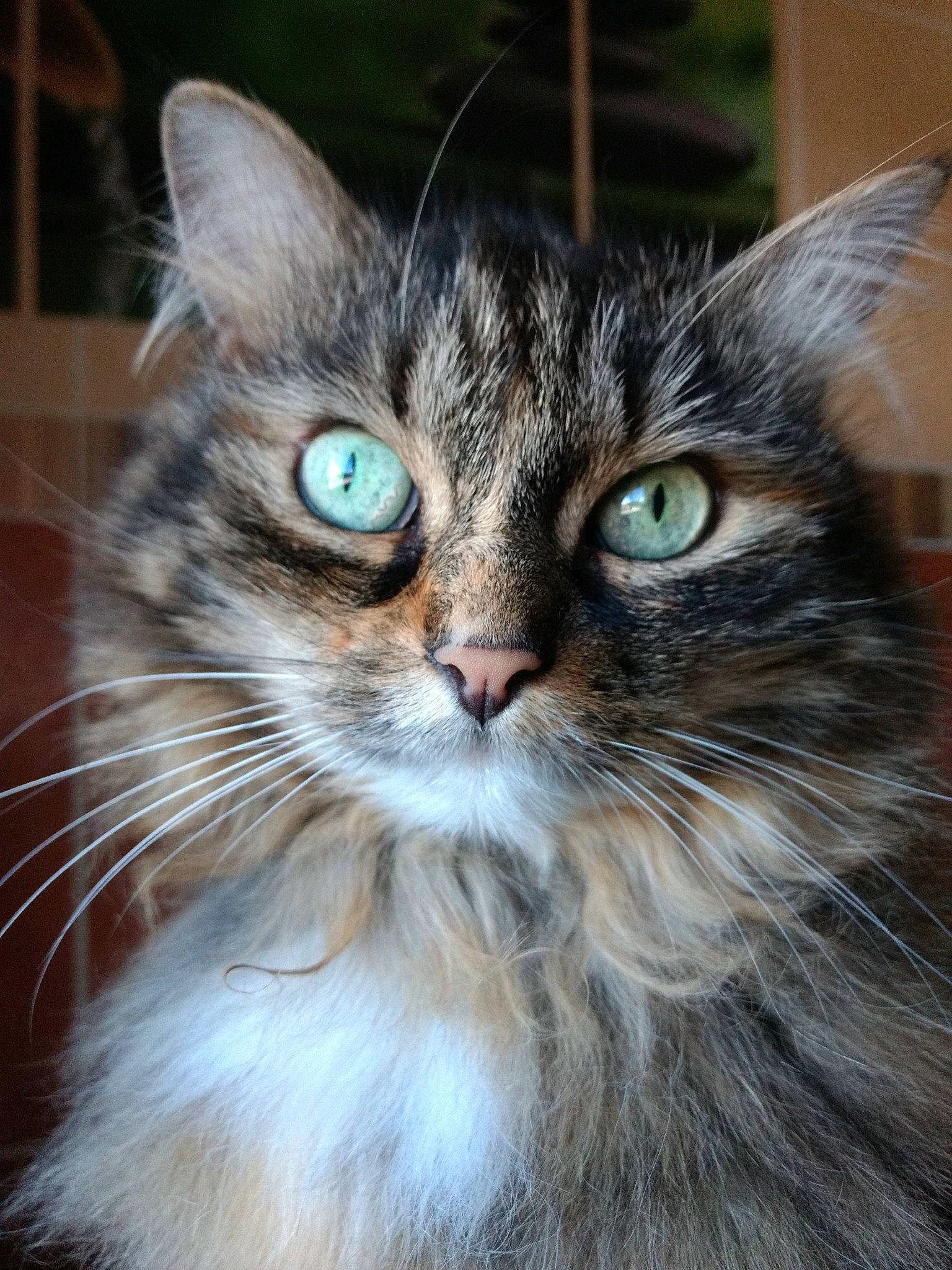 Kaline participe au concours pour gagner de l'argent avec cette photo : carnivore, cat, close_up, domestic_short_haired_cat, felidae, fur, grass, maine_coon, small_to_medium_sized_cats, snout, terrestrial_animal, tree, whiskers, window