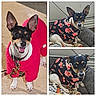 animal, bed, black_and_tan, blanket, canine, clothing, collar, cute, dog, ears_up, fashion, floral_jacket, furry, happy, indoor, outdoor, pet, portrait, red_sweater, small_dog