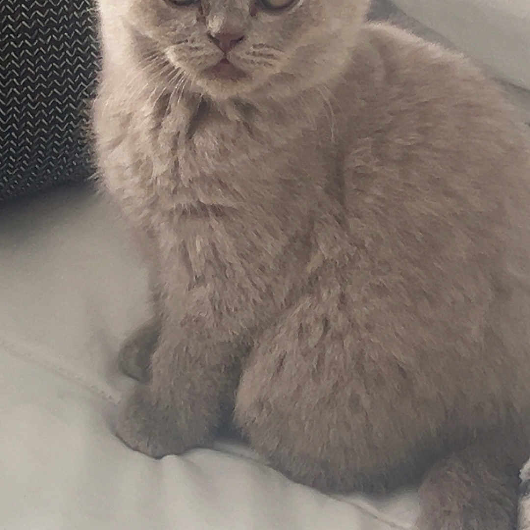 Buizza participe au concours pour gagner de l'argent avec cette photo : animal, cat, closeup, couch, curious, cute, ears, feline, fluffy, gray_fur, indoor, kitten, pet, pillow, sitting, soft, tail, texture, whiskers, young