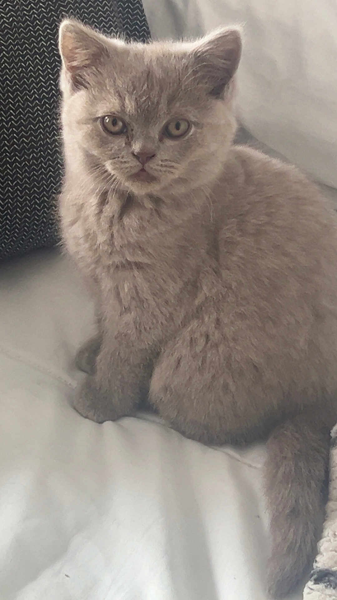 Buizza participe au concours pour gagner de l'argent avec cette photo : kitten, cat, gray_fur, fluffy, pet, animal, sitting, indoor, curious, young, feline, whiskers, tail, ears, closeup, cute, soft, texture, couch, pillow