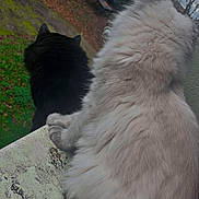 Oreo a rejoint le concours — aidez-le/la à gagner de superbes lots ! animal, backyard, black_cat, cat, companionship, curiosity, daytime, fluffy, fur, garden, ledg, moss, nature, outdoor, peaceful, pets, side_by_side, sitting, two_animals, white_cat