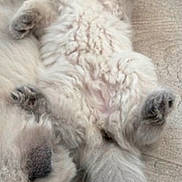 Snow participe au concours pour gagner de l'argent avec cette photo : kitten, cat, fluffy, blue_eyes, paw, fur, playful, lying_down, wooden_floor, pet, cute, animal, young, mammal, domestic, feline, whiskers, tail, relaxed, companion