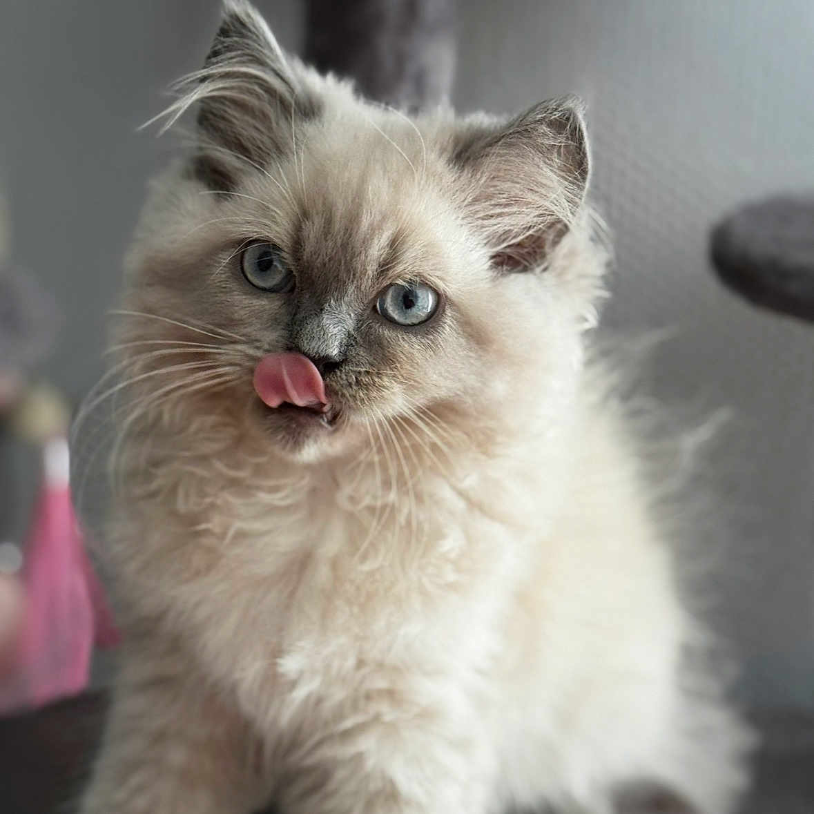 Snow a rejoint le concours — aidez-le/la à gagner de superbes lots ! adorable, animal, blue_eyes, cat, close_up, cute, domestic_animal, feline, fluffy, furry, indoor, kitten, mammal, pet, playful, portrait, soft_fur, tongue_out, whiskers, young_cat