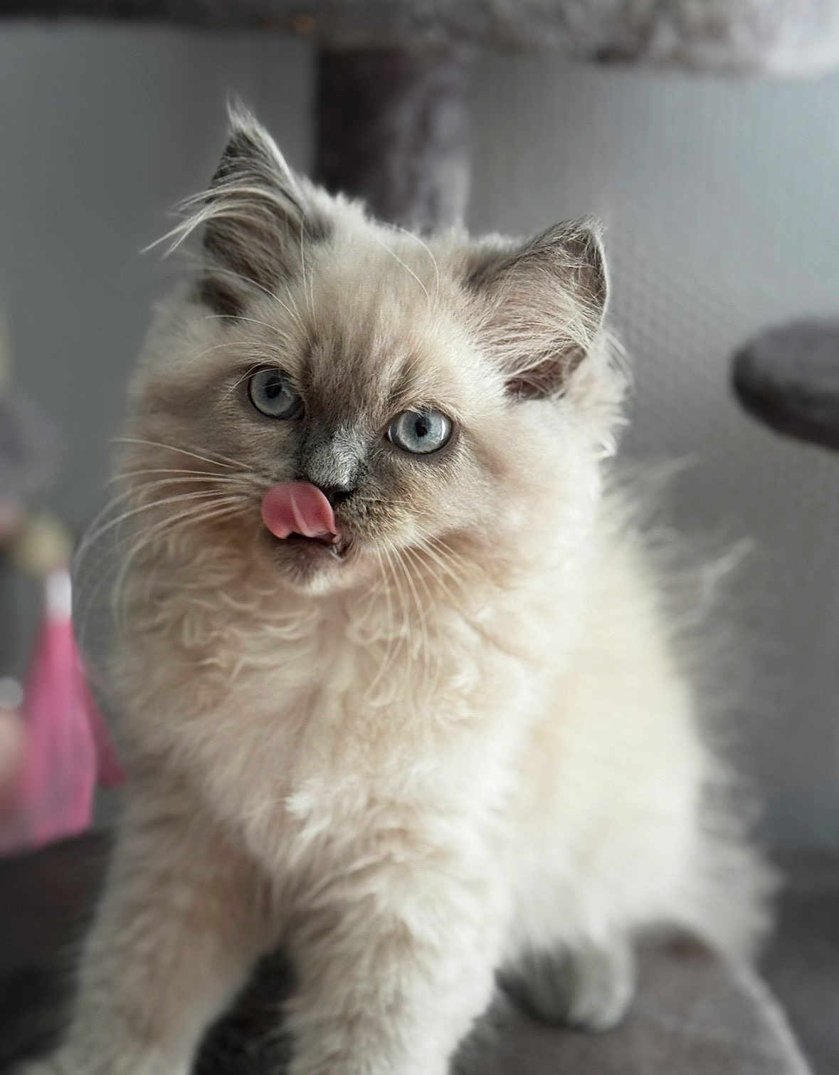 Snow a rejoint le concours — aidez-le/la à gagner de superbes lots ! kitten, cat, fluffy, blue_eyes, tongue_out, pet, animal, cute, feline, indoor, soft_fur, close_up, whiskers, young_cat, playful, adorable, mammal, domestic_animal, portrait, furry