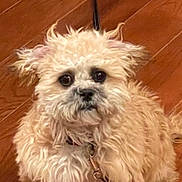 Luna joined the competition — help win amazing prizes! animal, close_up, companion, curly_fur, cute, dog, domestic, expression, face, fluffy, fur, indoor, leash, light_colored, looking_at_camera, mammal, pet, portrait, small_dog, wooden_floor