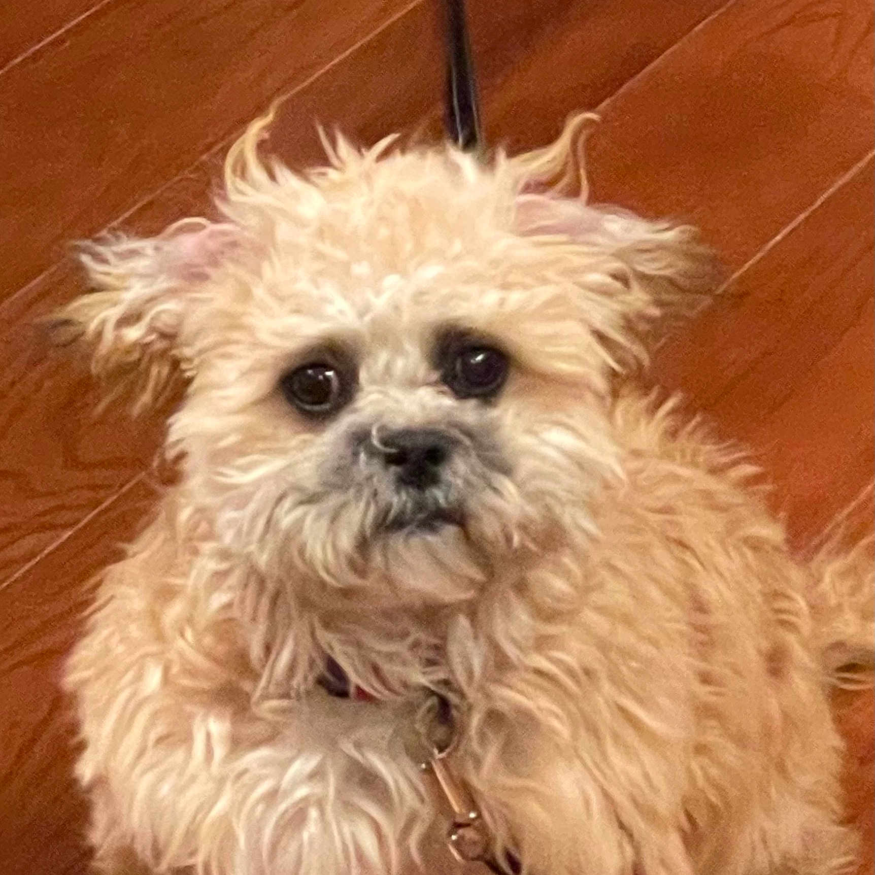 Luna joined the competition — help win amazing prizes! animal, close_up, companion, curly_fur, cute, dog, domestic, expression, face, fluffy, fur, indoor, leash, light_colored, looking_at_camera, mammal, pet, portrait, small_dog, wooden_floor