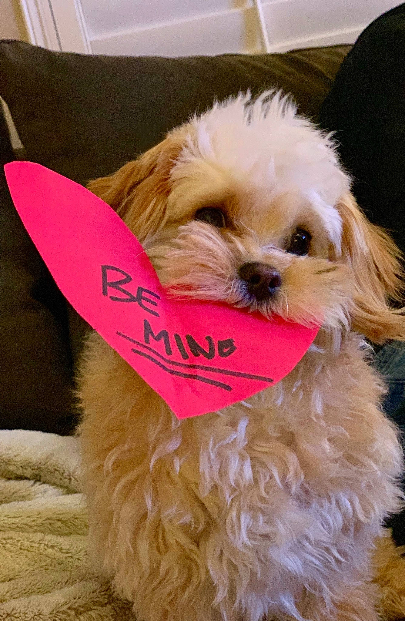 Savvy is registered to the contest to win money with this photo: canidae, carnivore, chinese_imperial_dog, companion_dog, dog, dog_breed, dog_clothes, dog_collar, fur, lhasa_apso, maltepoo, mammal, morkie, pekapoo, pink, puppy, puppy_love, shih_tzu, snout, toy_dog