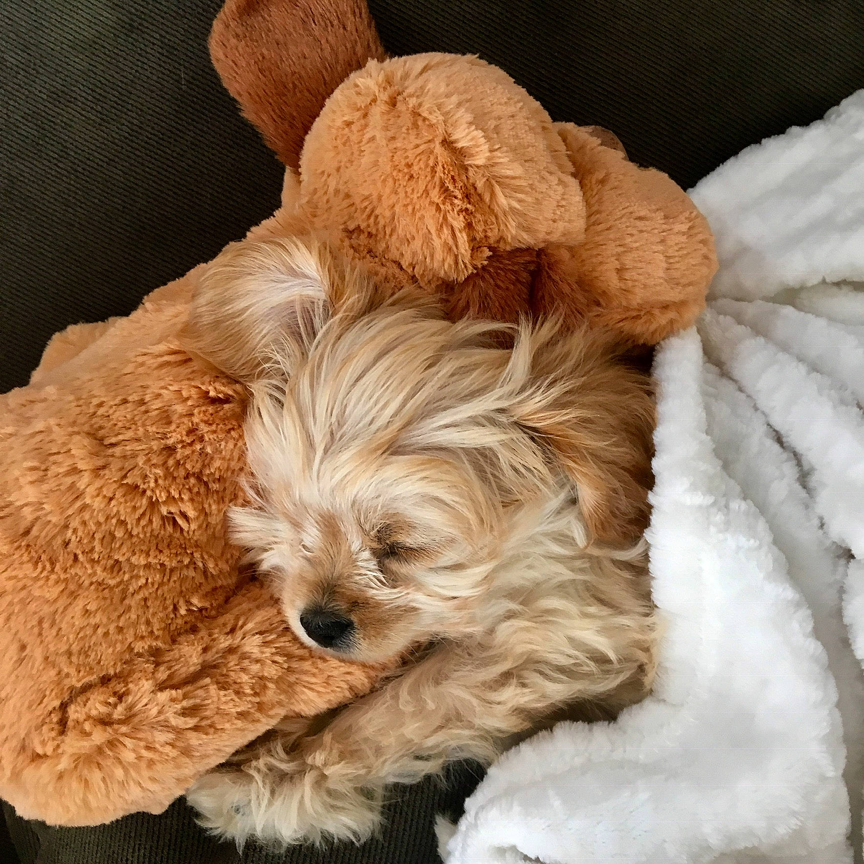 Savvy joined the competition — help win amazing prizes! canidae, carnivore, cavachon, cavapoo, cockapoo, companion_dog, dog, dog_breed, ear, fur, maltepoo, morkie, puppy, puppy_love, schnoodle, skin, sporting_group, terrier, toy_dog, yorkshire_terrier
