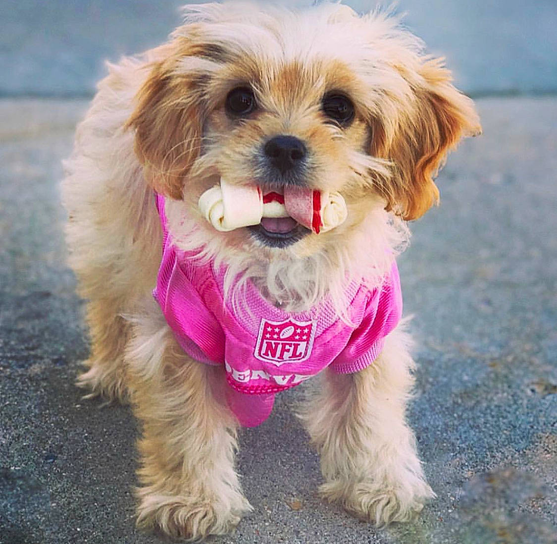 Savvy joined the competition — help win amazing prizes! canidae, carnivore, cavachon, companion_dog, dog, dog_breed, dog_clothes, lhasa_apso, maltepoo, maltese, mammal, morkie, poodle_crossbreed, puppy, puppy_love, rare_breed_dog, shih_tzu, snout, toy_dog, vertebrate