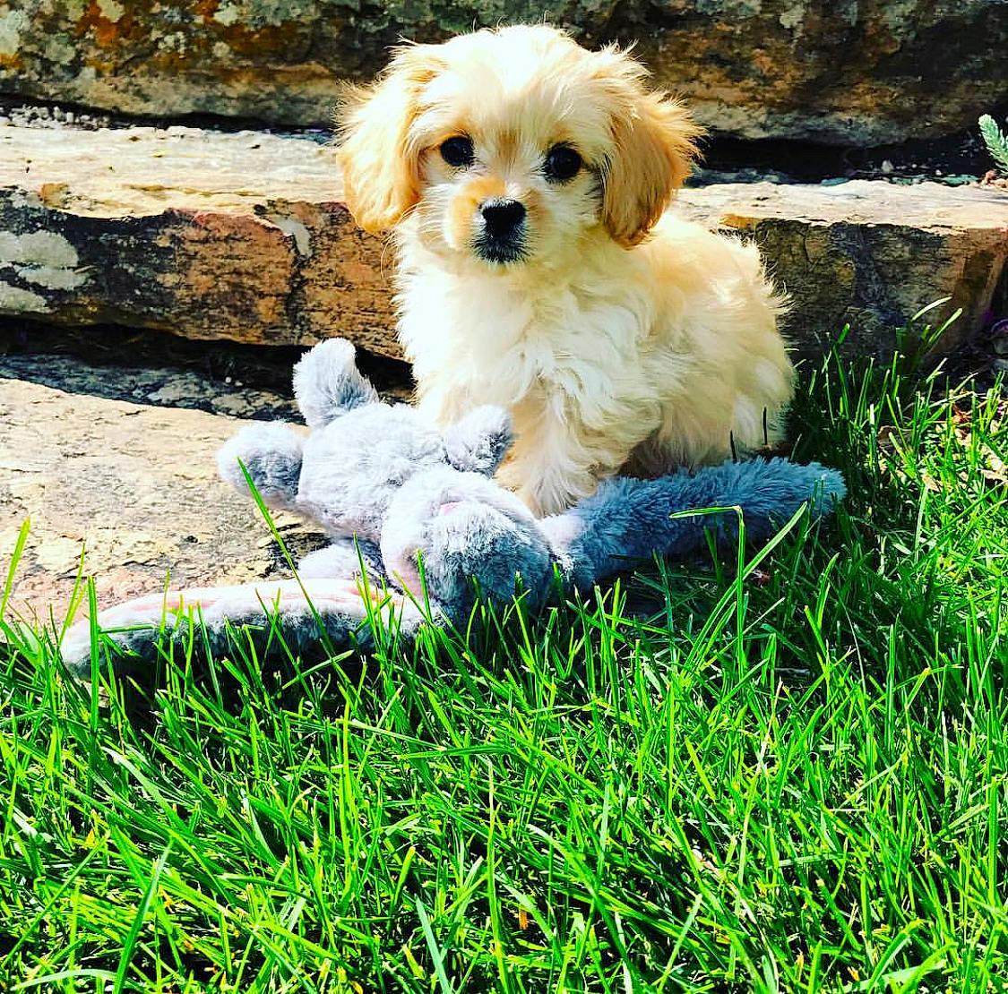 Savvy is registered to the contest to win money with this photo: canidae, carnivore, cavachon, cavapoo, companion_dog, dog, dog_breed, fawn, grass, maltepoo, mammal, pekapoo, plant, poodle_crossbreed, puppy, puppy_love, sporting_group, toy_dog, toy_poodle, vertebrate