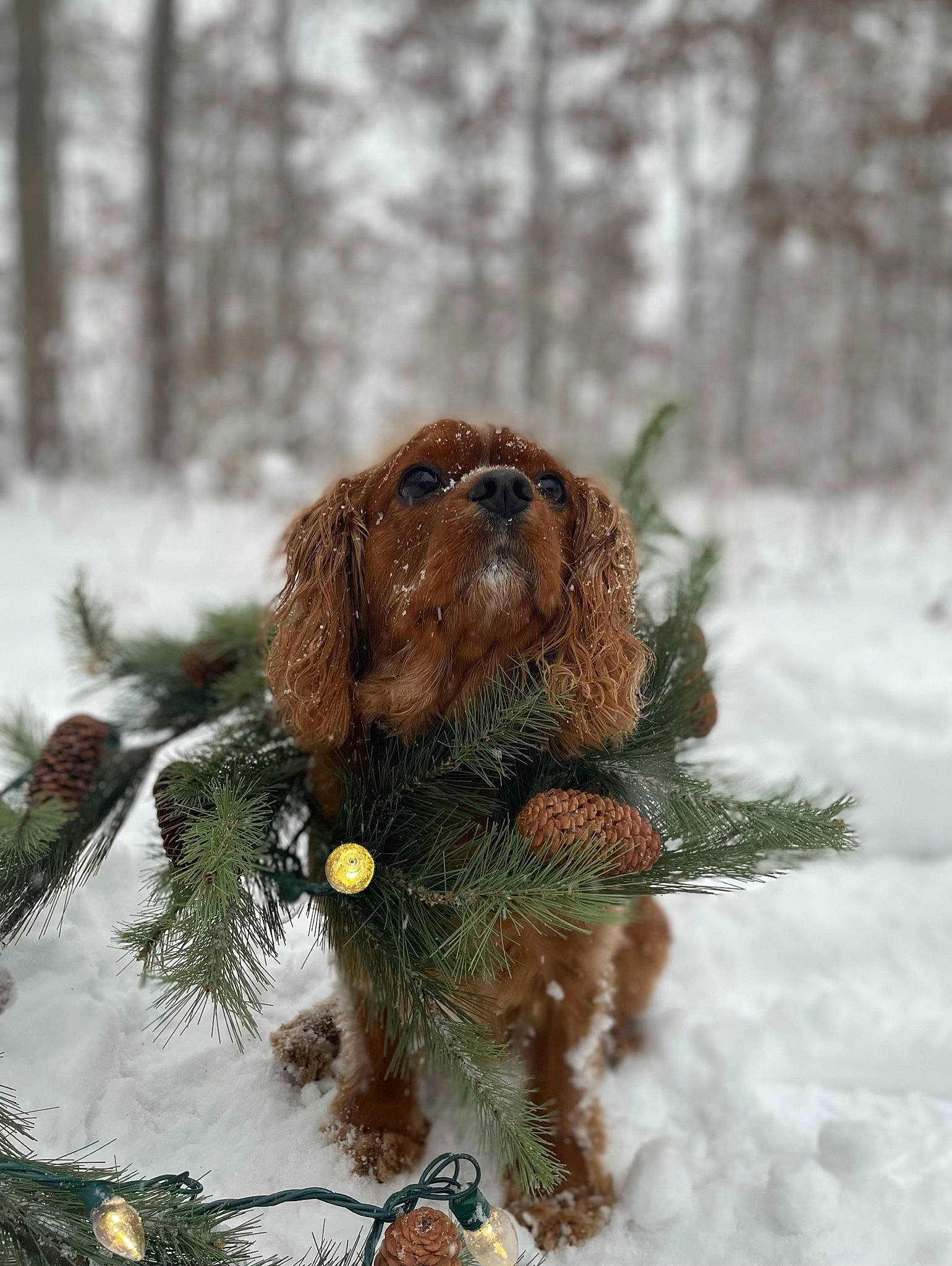 Max is registered to the contest to win money with this photo: canidae, carnivore, companion_dog, dog, dog_breed, fawn, freezing, fur, liver, snout, snow, spaniel, sporting_group, tail, tree, twig, whiskers, winter, wood, working_animal