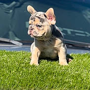 Chanel is registered to the contest to win money with this photo: puppy, dog, french_bulldog, merle, grass, outdoor, pet, young, cute, animal, sitting, sunlight, blurred_background, small, ears, fur, side_view, adorable, nature, companion