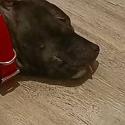 Luna participe au concours pour gagner de l'argent avec cette photo : animal, boxer, bulldog, canine, dog, dynamite, frenchbulldog, greatdane, hardwood, hound, indoors, interiordesign, labradorretriever, person, pet, pitbull, puppy, snout, weapon, wood