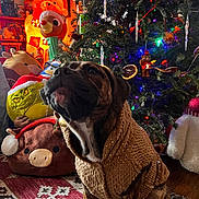 Coco Bean joined the competition — help win amazing prizes! dog, brindle, sweater, christmas_tree, holiday_decorations, plush_toys, indoor, festive, ornaments, lights, carpet, wooden_floor, stuffed_animals, decor, seasonal, celebration, cozy, warm, pet, christmas