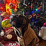 dog, brindle, sweater, christmas_tree, holiday_decorations, plush_toys, indoor, festive, ornaments, lights, carpet, wooden_floor, stuffed_animals, decor, seasonal, celebration, cozy, warm, pet, christmas