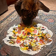 Coco Bean is registered to the contest to win money with this photo: animal, brown_dog, closeup, cucumber, curious, decorative_plate, dog, floor, floppy_ears, food, home, indoor, kitchen, meal, orange_sauce, pet, plate, rug, sniffing, tile_floor