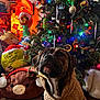 Coco Bean joined the competition — help win amazing prizes! dog, christmas_tree, holiday_decorations, plush_toys, grinch, reindeer_plush, colorful_lights, ornaments, sweater, cozy, festive, indoor, carpet, wooden_floor, stuffed_animals, holiday_spirit, decor, seasonal, warm_lighting, celebration