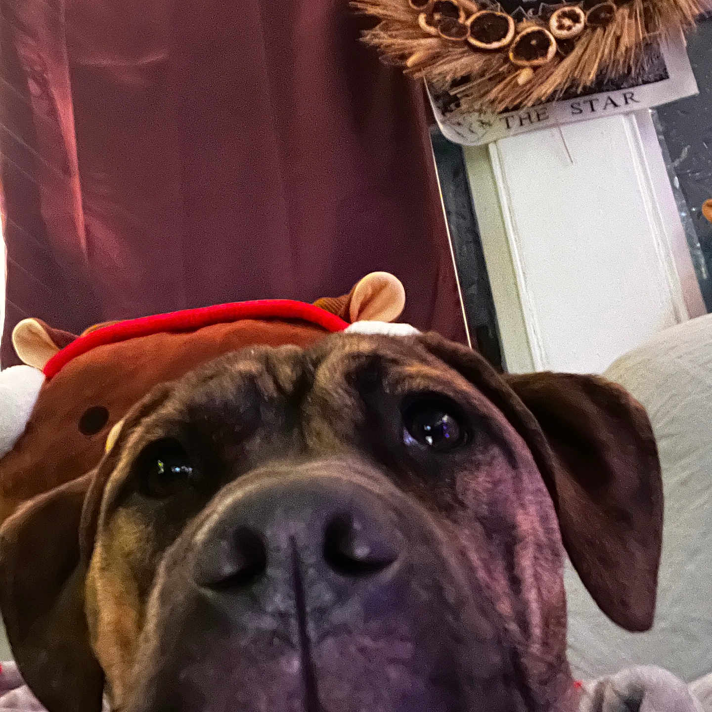 Coco Bean joined the competition — help win amazing prizes! animal, blanket, brown_dog, christmas, close_up, cozy, curious, curtain, cute, decor, dog, ears, face, furniture, holiday, indoor, pet, reindeer_hat, snout, wreath