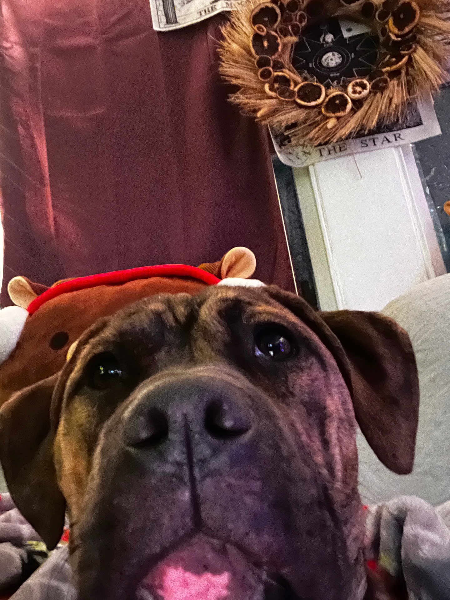 Coco Bean joined the competition — help win amazing prizes! dog, close_up, reindeer_hat, indoor, curious, brown_dog, face, pet, wreath, curtain, cozy, holiday, christmas, decor, animal, cute, snout, ears, furniture, blanket