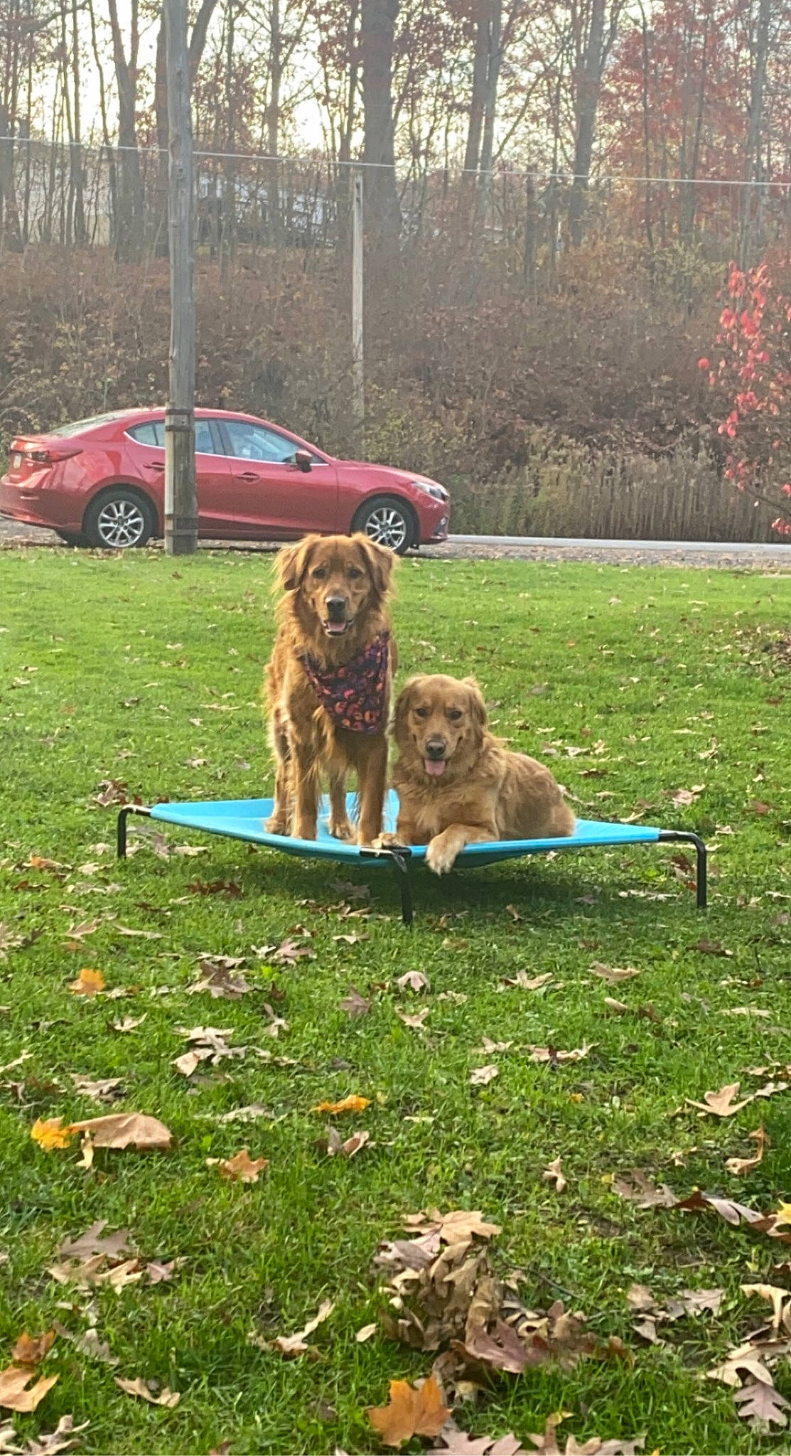 Adonis joined the competition — help win amazing prizes! car, carnivore, companion_dog, dog, dog_breed, fawn, grass, gun_dog, lawn, leisure, liver, plant, sporting_group, tire, tree, vehicle, vehicle_door, water_dog, wheel, working_animal