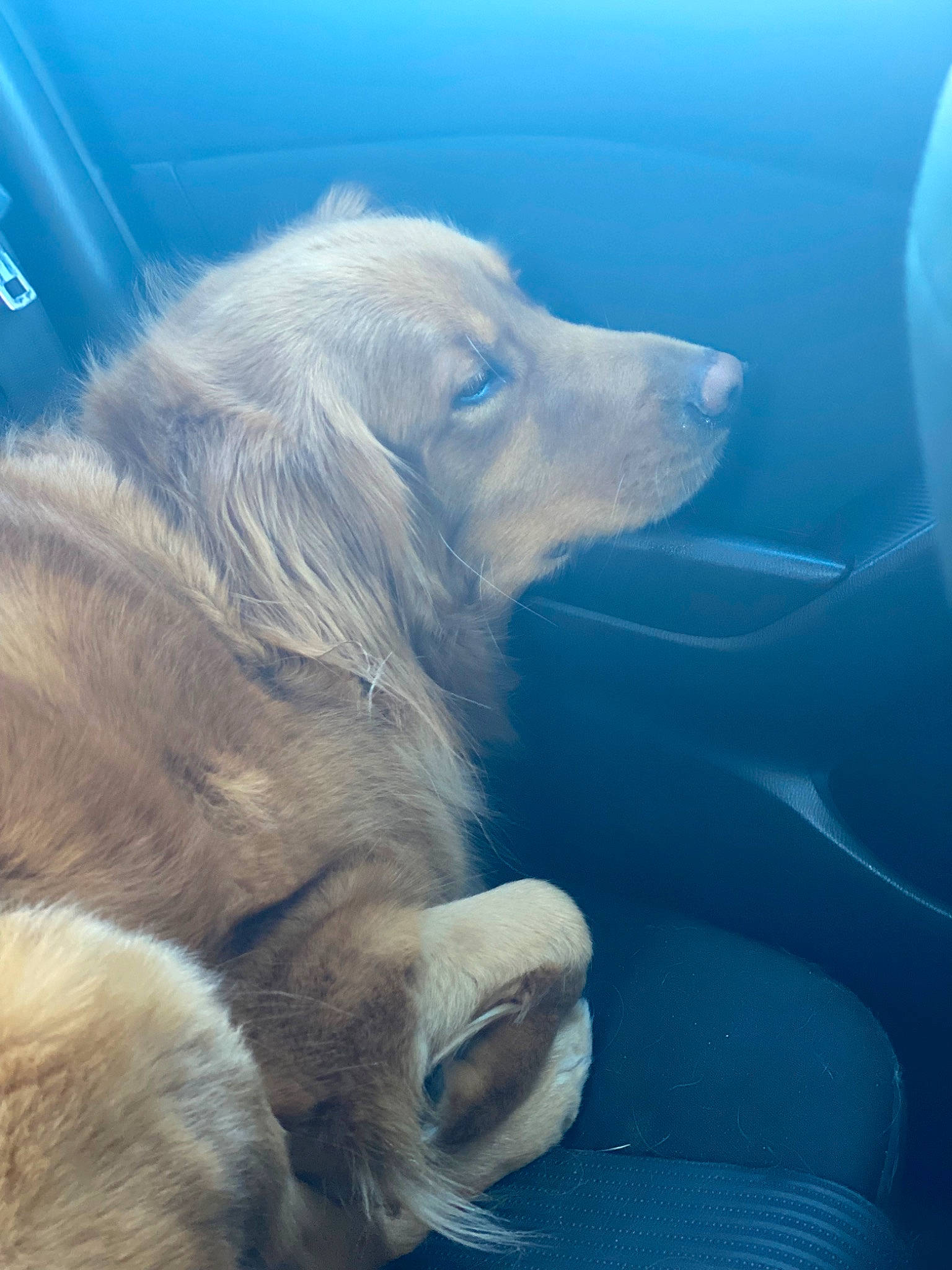 Adonis is registered to the contest to win money with this photo: canidae, carnivore, cloud, companion_dog, dog, dog_breed, electric_blue, fur, hood, sky, sporting_group, whiskers, windshield, working_animal, working_dog