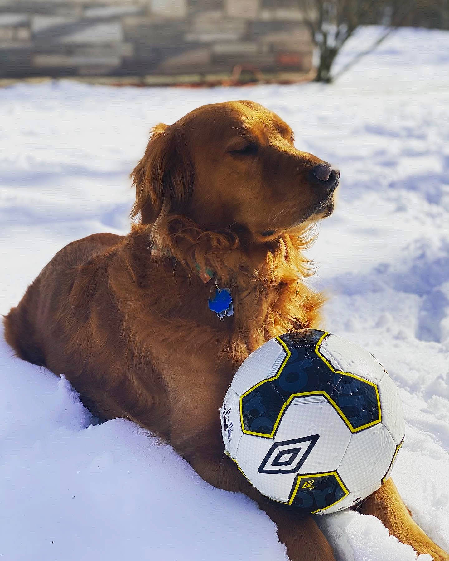 Sampson joined the competition — help win amazing prizes! ball, canidae, carnivore, collar, companion_dog, dog, dog_breed, dog_collar, dog_supply, fawn, football, freezing, gun_dog, liver, snout, snow, sporting_group, sports_equipment, winter, working_animal