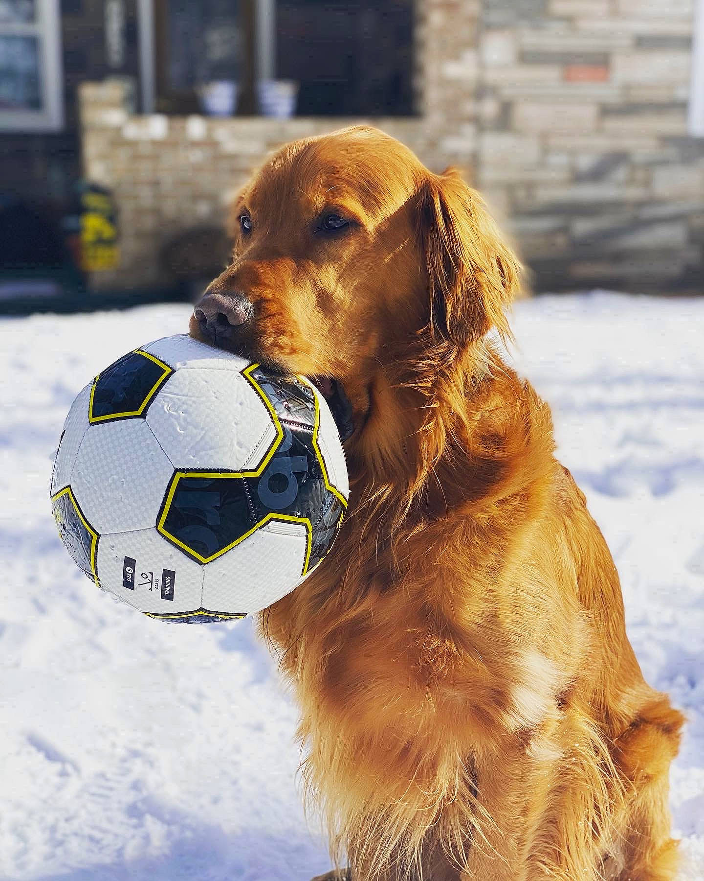Sampson joined the competition — help win amazing prizes! ball, canidae, carnivore, companion_dog, dog, dog_breed, dog_supply, football, fur, golden_retriever, gun_dog, liver, pet_supply, snout, snow, sporting_group, sports_equipment, tennis_ball, winter, working_animal