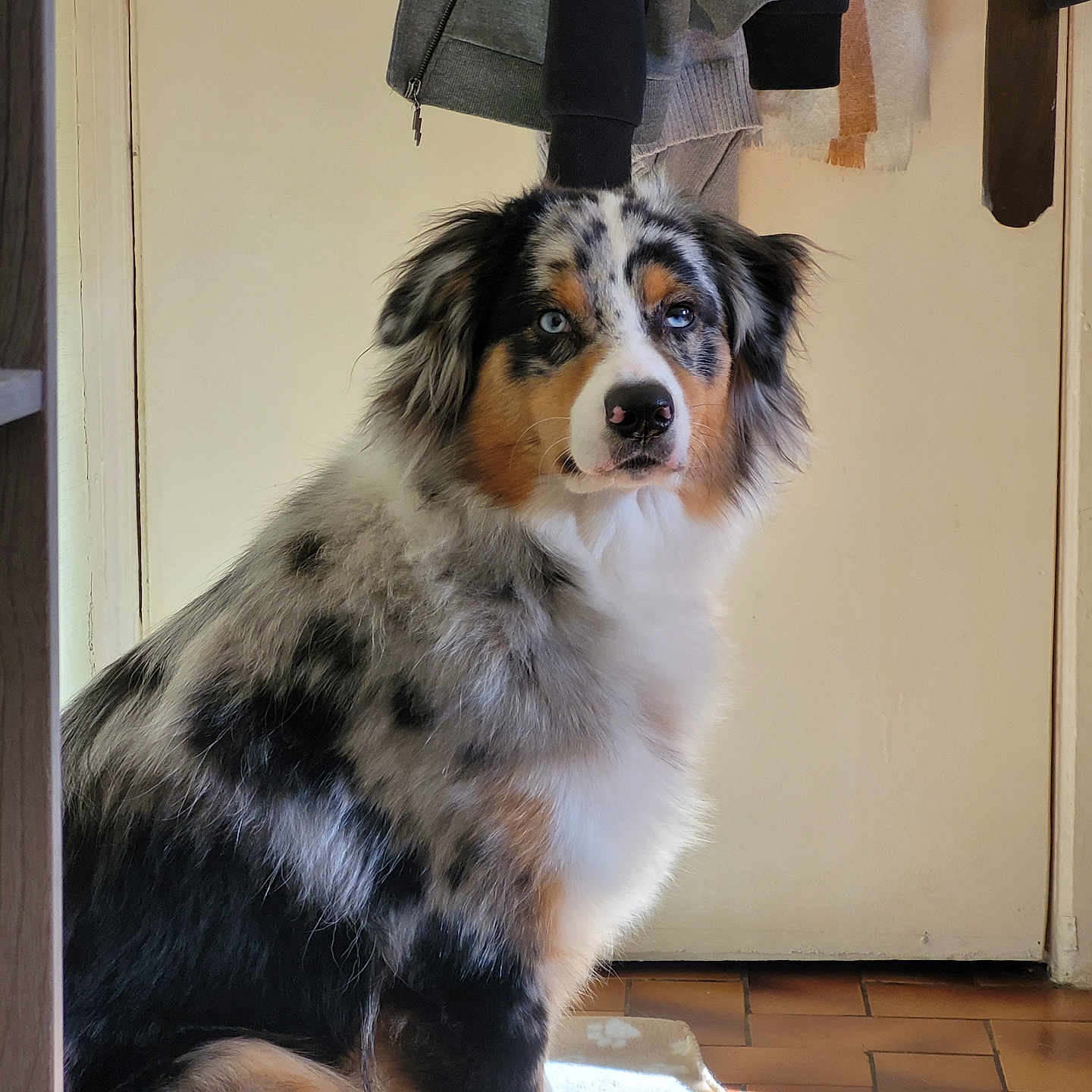 Coton a rejoint le concours — aidez-le/la à gagner de superbes lots ! animal, canine, cat, clothing, coat, cockerspaniel, collie, couch, dog, furniture, hardwood, hound, husky, lamp, manx, papillon, pet, plywood, puppy, wood