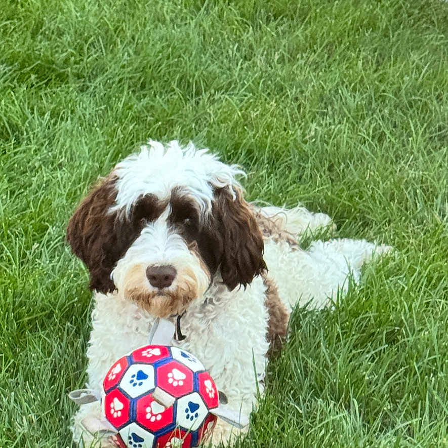 Annabelle joined the competition — help win amazing prizes! dog, pet, puppy, fluffy, brown_and_white, curly_fur, sitting, grass, outdoor, yard, soccer_ball, toy, ball, playful, portrait, animal, garden, fence, daylight, text_overlay