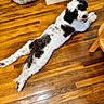 dog, pet, black_and_white, curly_fur, lying_down, stretching, portrait, animal, indoors, hardwood_floor, wood_floor, dog_bed, home, furniture, white_fur, black_fur, long_body, relaxed, looking_at_camera, natural_light
