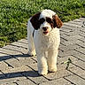 Annabelle joined the competition — help win amazing prizes! dog, puppy, fluffy, brown_and_white, standing, outdoor, patio, paving_stones, grass, lawn, sunlight, portrait, pet, leash, fur, ears, eyes, nose, happy, backyard