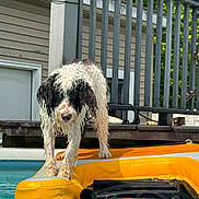 Annabelle joined the competition — help win amazing prizes! dog, curly_hair, wet_fur, black_and_white, pool, swimming_pool, inflatable_float, yellow_float, water, backyard, deck, railing, outdoor, summer, sunlight, wet_dog, standing, pet, portrait, playful