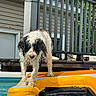 dog, curly_hair, wet_fur, black_and_white, pool, swimming_pool, inflatable_float, yellow_float, water, backyard, deck, railing, outdoor, summer, sunlight, wet_dog, standing, pet, portrait, playful
