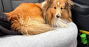 Tao participe au concours pour gagner de l'argent avec cette photo : dog, shetland_sheepdog, pet, fluffy, car_interior, seat, blanket, fur, animal, canine, companion, transportation, window, door_panel, seatbelt, backseat, resting, domestic_animal, indoor, relaxed