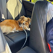 Tao participe au concours pour gagner de l'argent avec cette photo : dog, pet, shetland_sheepdog, car_interior, leather_seat, backseat, leash, sunlight, window, greenery, curious, fluffy, animal, domestic_animal, resting, portrait, daylight, vehicle, travel, companion