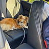dog, pet, shetland_sheepdog, car_interior, leather_seat, backseat, leash, sunlight, window, greenery, curious, fluffy, animal, domestic_animal, resting, portrait, daylight, vehicle, travel, companion