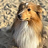 Tao a rejoint le concours — aidez-le/la à gagner de superbes lots ! dog, shetland_sheepdog, close_up, portrait, outdoor, sand, beach, fluffy, fur, animal, pet, canine, sunlight, soft_light, brown, white, golden, looking_away, nature, companion
