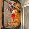 dog, pet_bed, plush_toy, stuffed_animal, holiday_toy, indoor, cozy, fur, brown_dog, long_hair, relaxed, animal, cute, toy, floor, blanket, home, pet, resting, comfortable