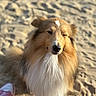 Tao a rejoint le concours — aidez-le/la à gagner de superbes lots ! dog, shetland_sheepdog, sand, outdoor, pet, canine, fur, fluffy, animal, sunlight, beach, sitting, portrait, cute, muzzle, nose, ears, paw, expression, pet_owner